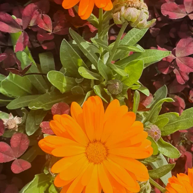 행복