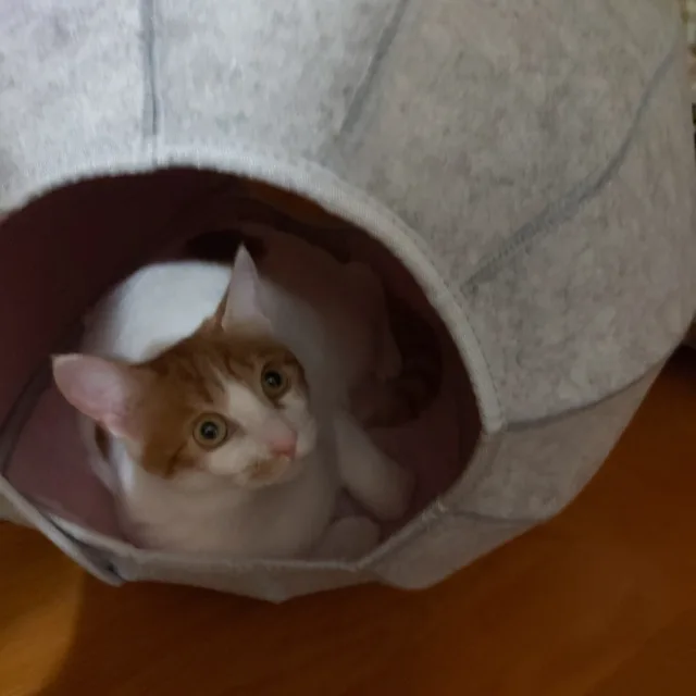 봄이맘