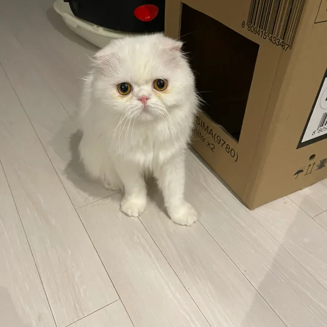 ili