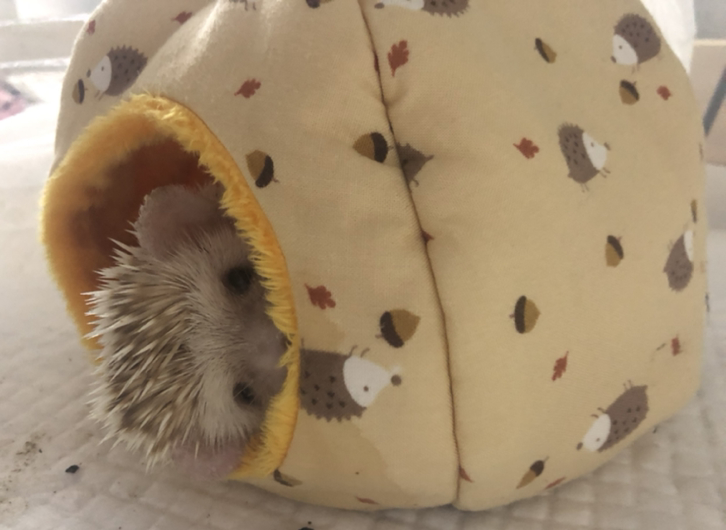 꼬마달이