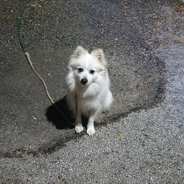 코코