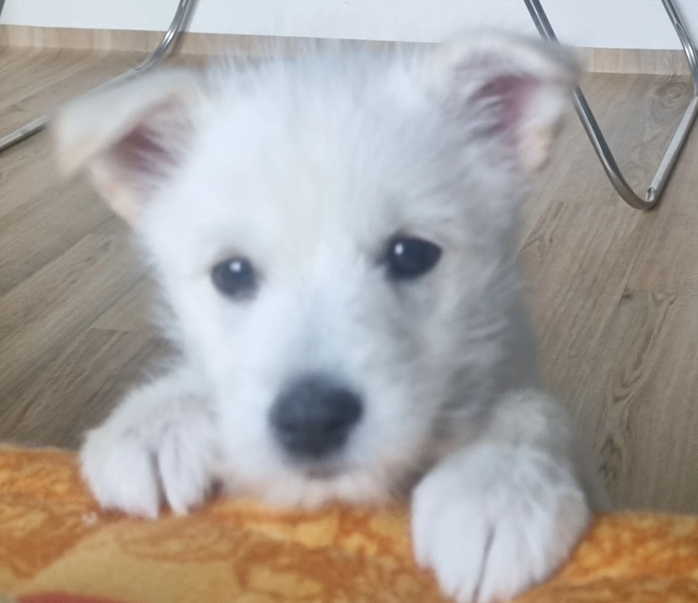 예삐