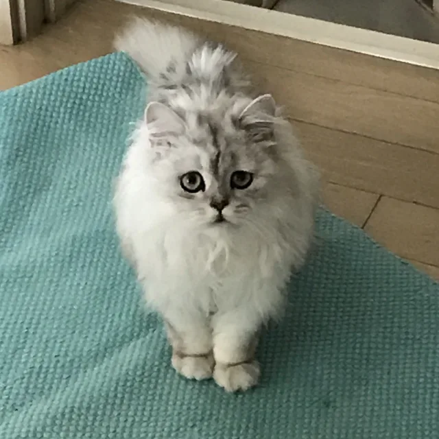 설탕