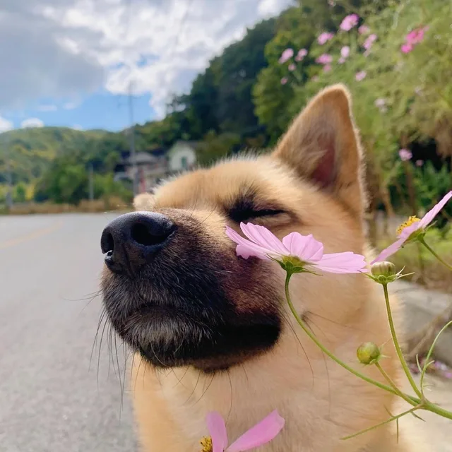 밍끼