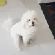 창창