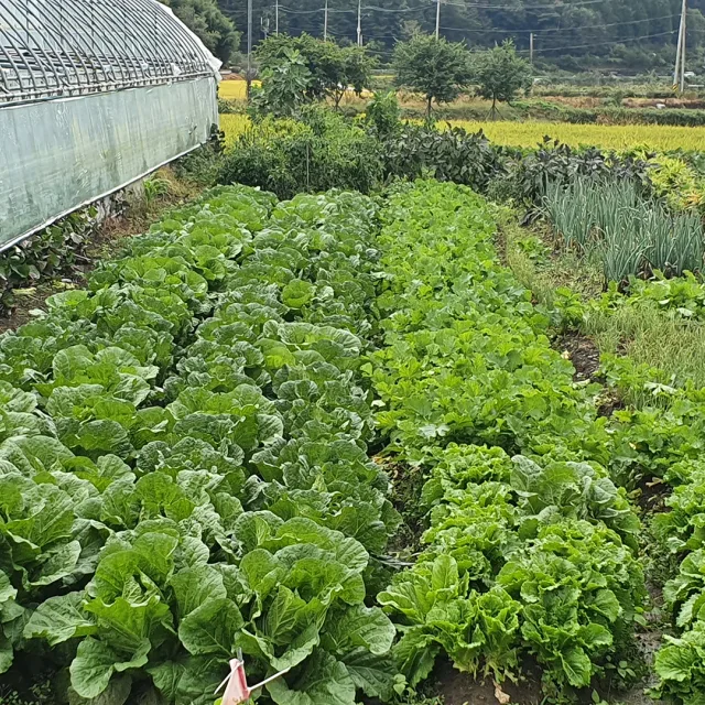 당근매니아