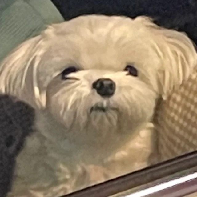 노형