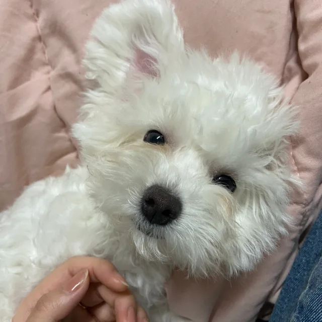 진주