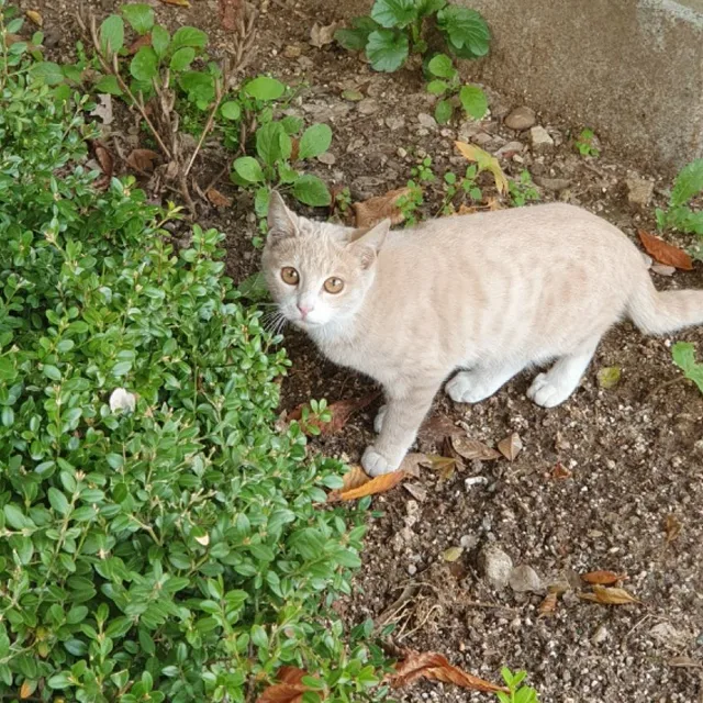 Miaow