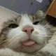 초코