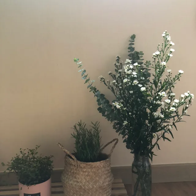 우주산호