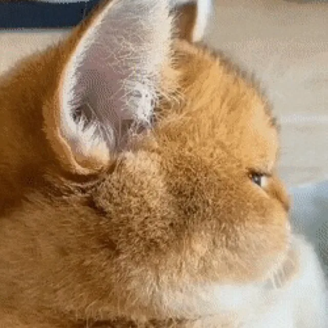 룽이
