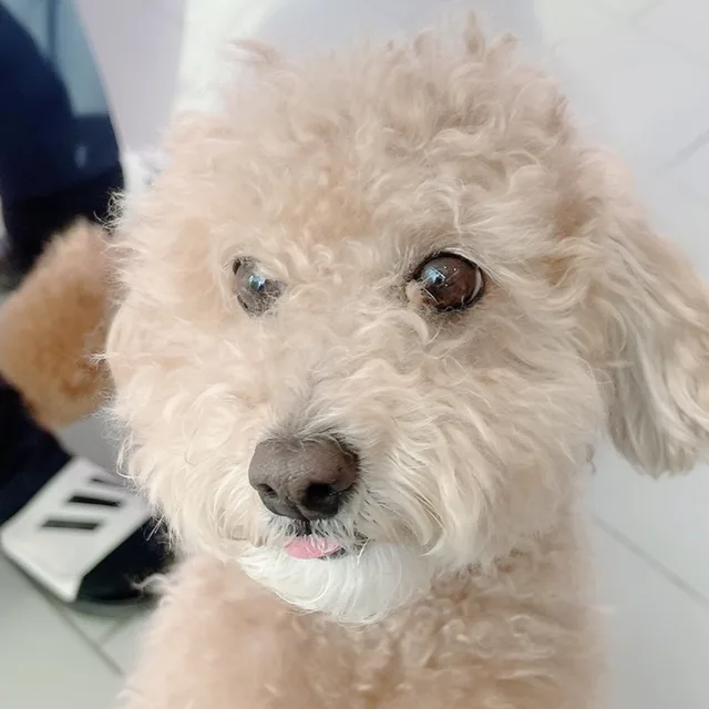 양나