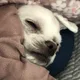 냔냐오봉