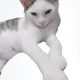 트레비슥까