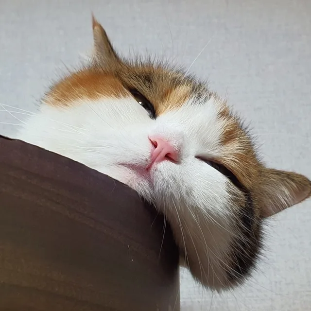 조류