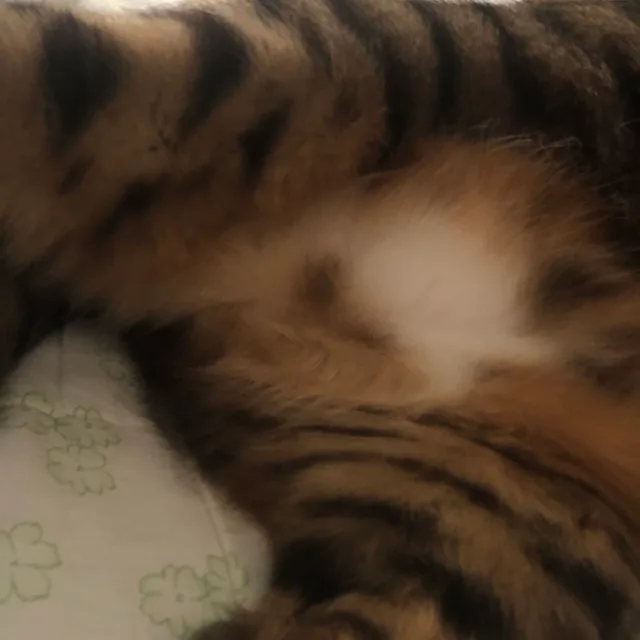 Enzo