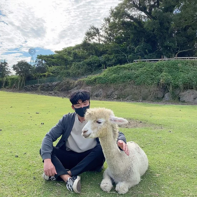 알파카