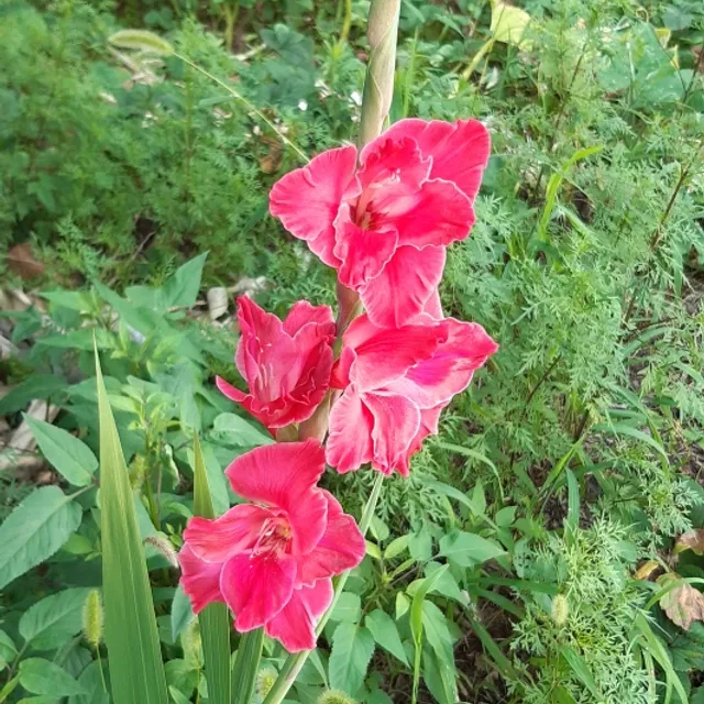 바람별