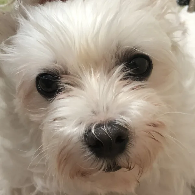 예뽀
