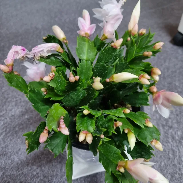 백서리