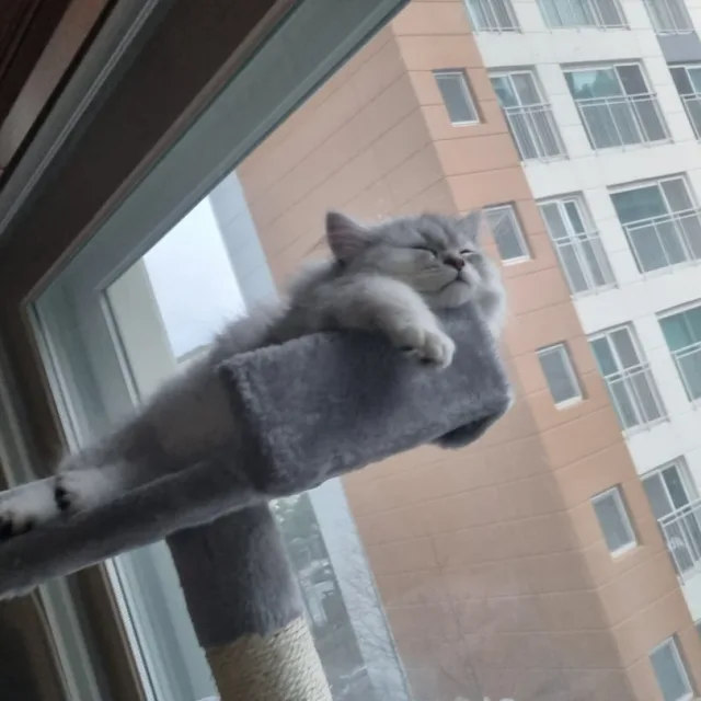 레이온