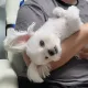 하닭