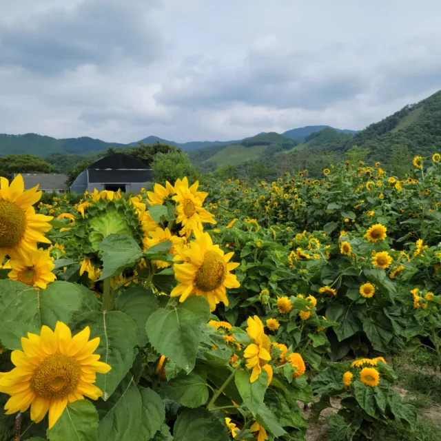 뜨개괴물