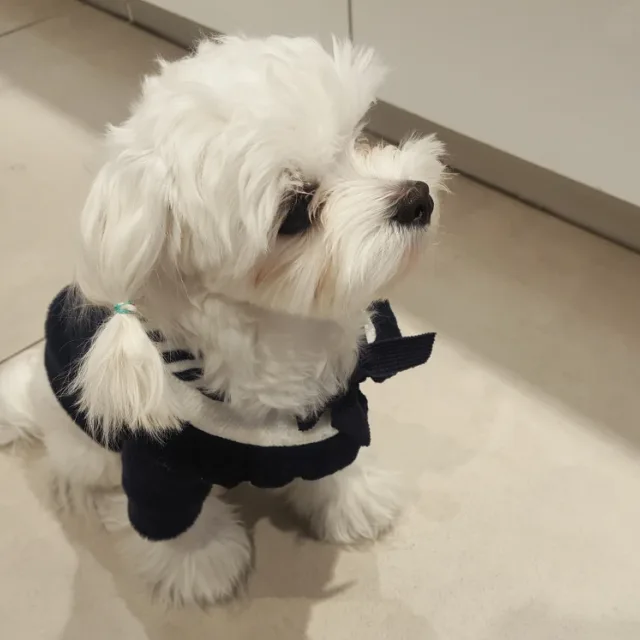 리치