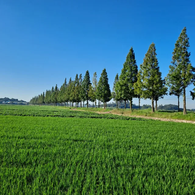 세리