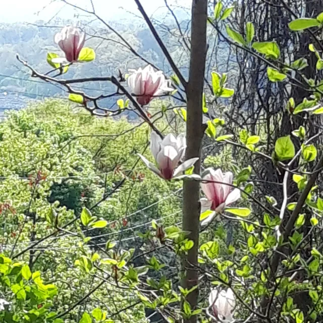 레몬트리