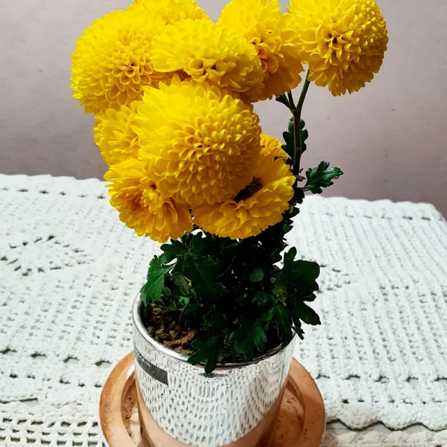 진주맘