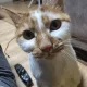 하트하트