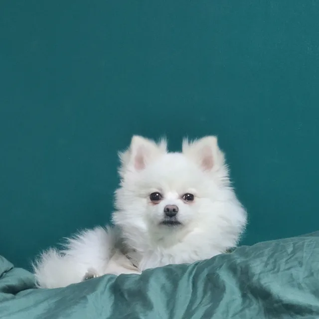 리나