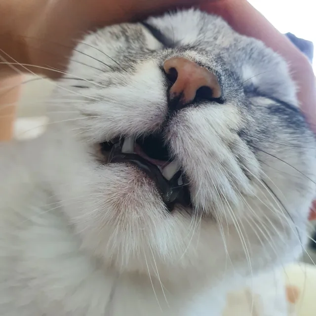 레오