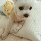 초코쿠키