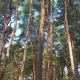 릴리
