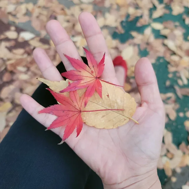 또로롱또또