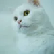 솔이집사