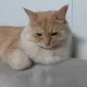 라니니