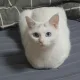 하양이