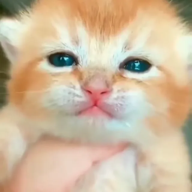 피카츄궁댕이