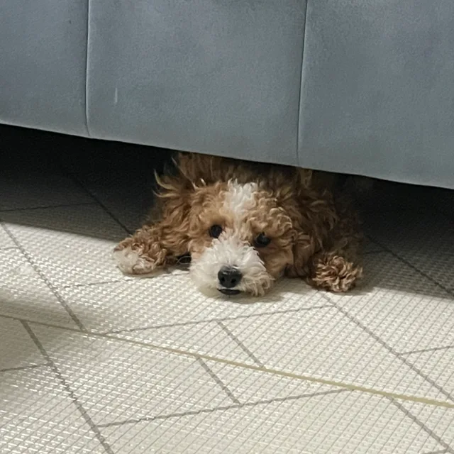 늄늄