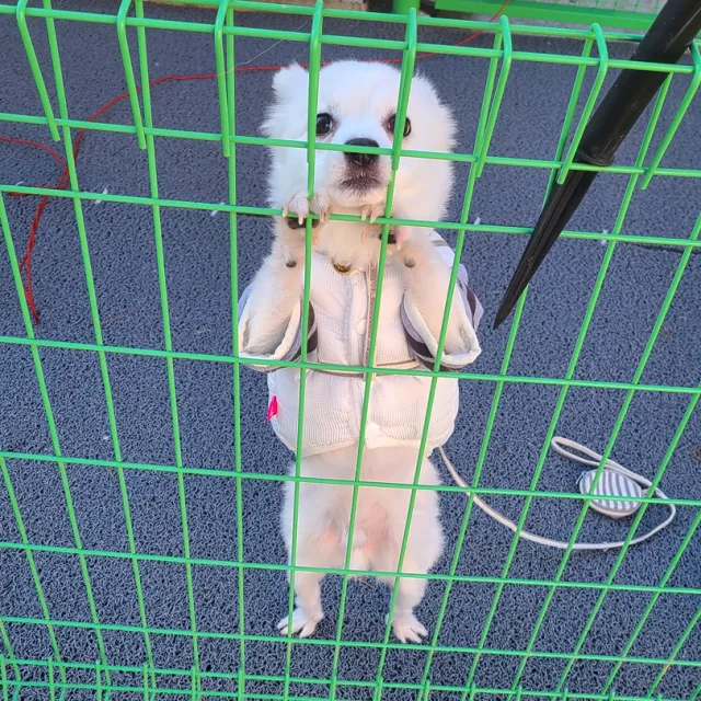 장군보리