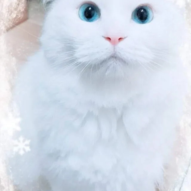 홀릭
