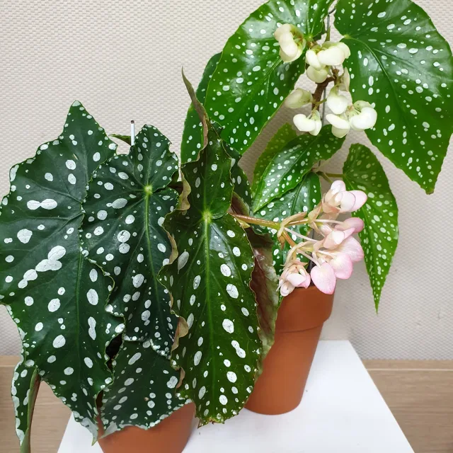 좋은날