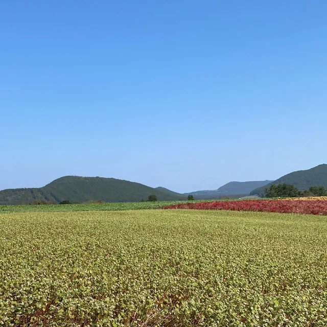 캐롯걸
