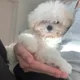 파트라슈