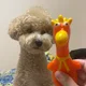 쿄쿄