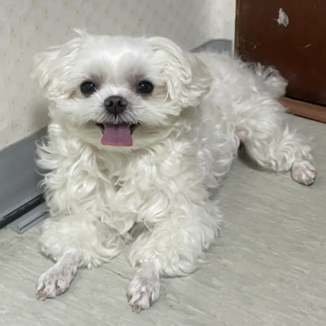 땡땡